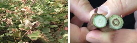 Verticillium solgunluğuna yakalanmış bitkilerin genel görünümü ve gövde kesitindeki görünümü